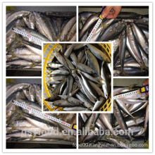 china factory of frozen mackerel/high quality frozen mackerel